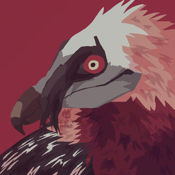 Bearded Vulture