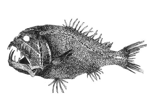 Anglerfish