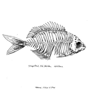 Sheepshead Fish Skeleton